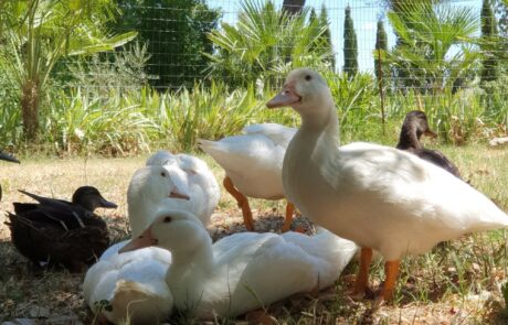 Œufs bio Toscane, Italie : jeunes canards près du gîte