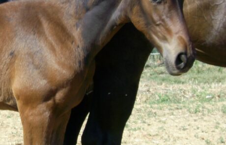 Vacances à cheval en Toscane, Italie : Poulin avec sa jument