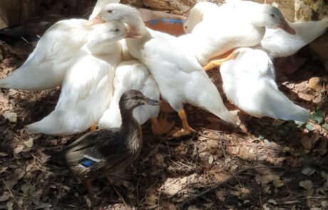 Œufs bio Toscane, Italie : jeunes canards bavards