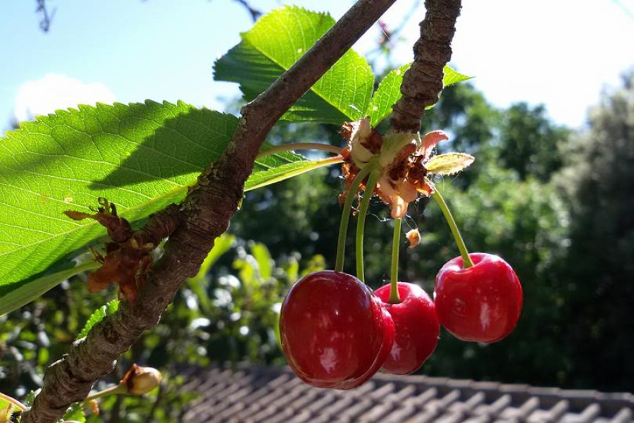 Repas au gîte en Toscane, Italie, avec des cerises fraîches en dessert ou comme fruit de saison