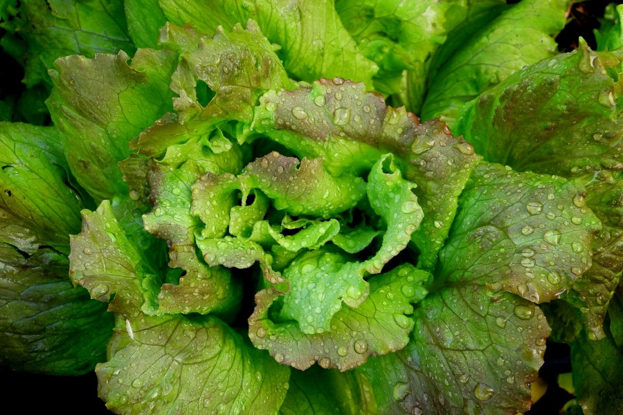 Cuisine de la Toscane : salade fraîche en plat principal