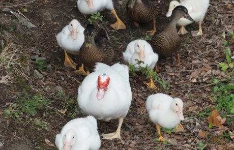 Œufs bio Toscane Italie, canards en file indienne