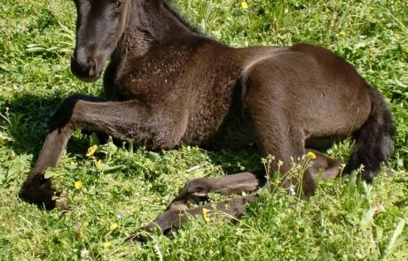 Vacances à cheval en Toscane, Italie : Un poulain se repose dans les prés