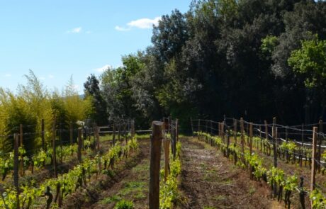 Domaine Toscane Italie : Premiers développements des vignes en avril