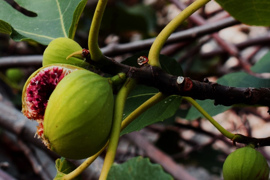 Repas au gîte en Toscane, Italie, avec des figues fraîches en dessert ou en fruit de saison