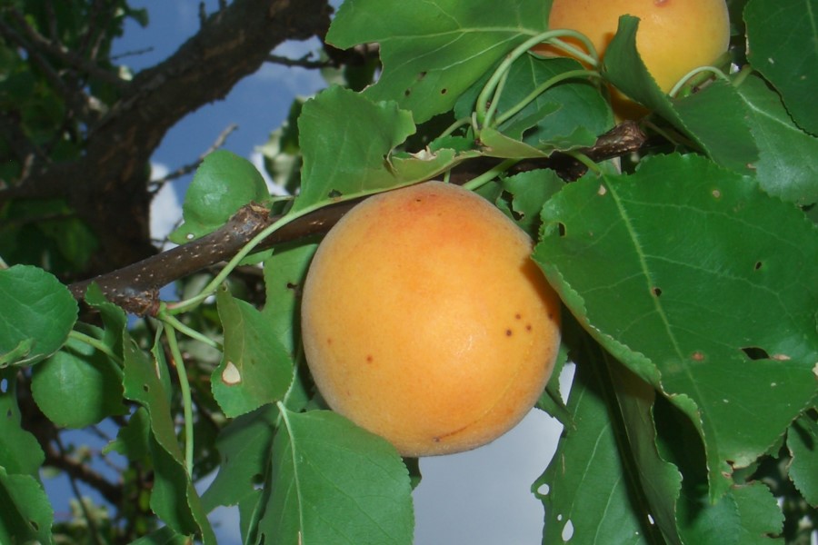 Repas au gîte en Toscane, Italie, avec des abricots frais en fruit ou en dessert