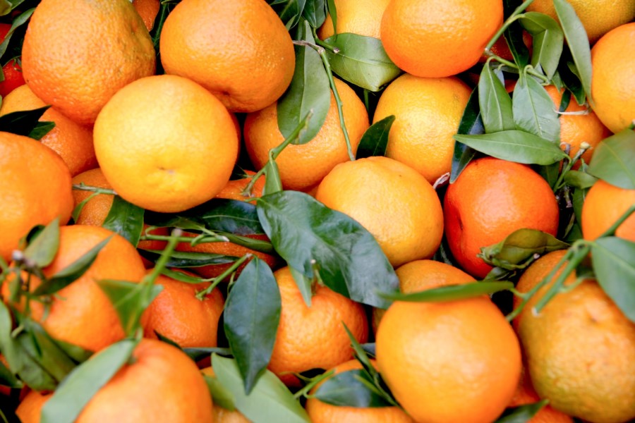 Maison de vacances avec repas en Toscane, Italie : oranges siciliennes