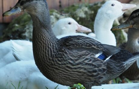 Œufs bio en Toscane Italie, canards colverts à la ferme