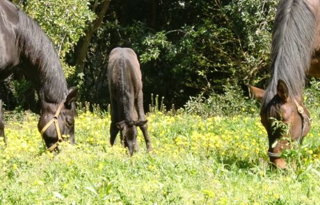 Vacances à cheval en Toscane, Italie : Chevaux dans le pré