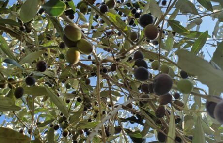 Huile d'olive Italie, olives sur l'olivier avant la récolte en Toscane