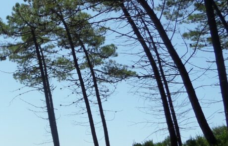 Pins sur la plage en Toscane