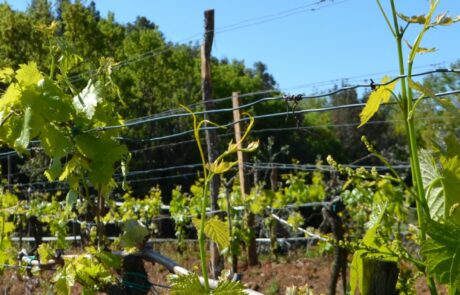 Domaine Toscane Italie : Les nouvelles pousses des vignes en mai