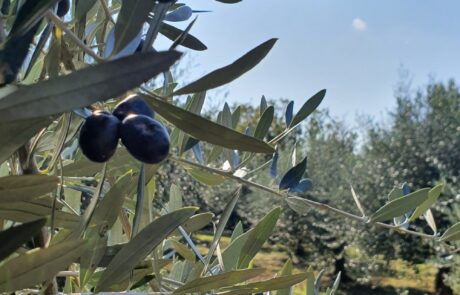 Huile d'olive Italie, olives noires mûres sur l'olivier