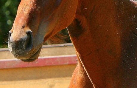 Vacances à cheval en Toscane, Italie : Chevaux à la ferme équestre Podere Palazzone