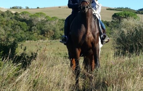 Équitation en Toscane Italie