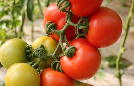 Tomates en été en Toscane