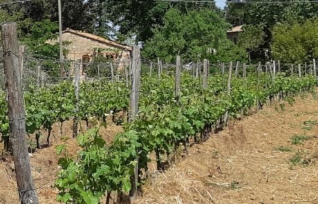 Domaine Toscane Italie : Nouvelle pousse des vignes en juin