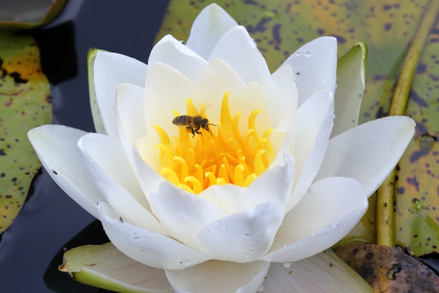 Lotus méditation en Italie