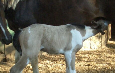 Vacances à cheval en Toscane, Italie : Un poulain tète sa mère