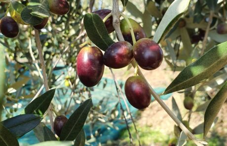 Huile d'olive Italie, olives sur l'olivier lors de la récolte, couleurs variées