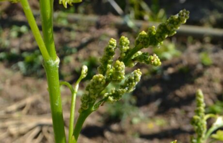 Domaine Toscane Chianti : Floraison en développement