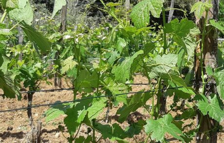 Domaine Toscane Chianti : Croissance en longueur des pousses en juin