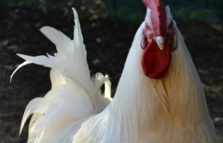 Œufs bio Toscane Italie, fier coq de Bresse