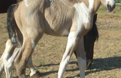 Vacances à cheval en Toscane, Italie : Un poulain avec sa jument à la ferme équestre