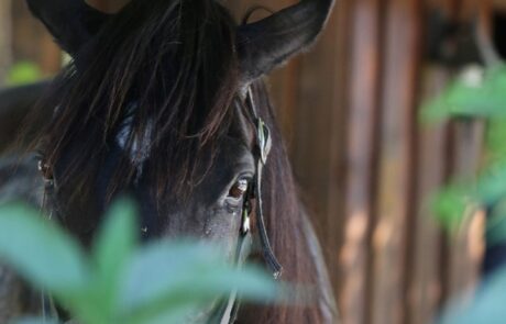 Vacances cheval en Toscane Italie