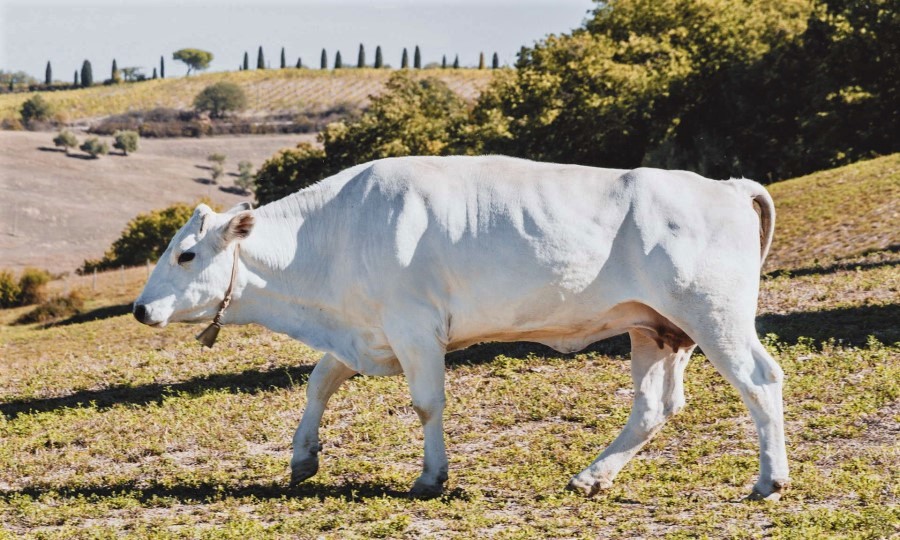 Bistecca alla Fiorentina de Toscane, viande de boeuf Chianina