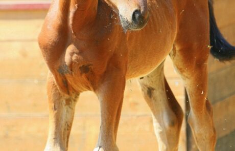 Vacances à cheval en Toscane, Italie : Un poulain à côté d'un cheval