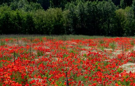 Appartement de vacances en Toscane, Italie : Coquelicots