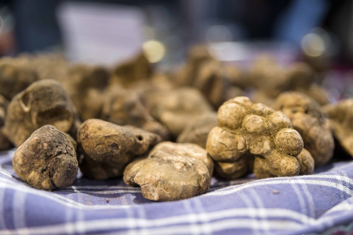 Truffe en Toscane Italie