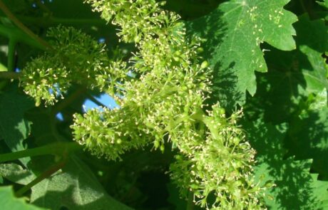 Domaine Toscane Chianti : Floraison en juillet