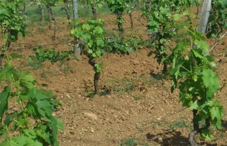 Vignoble en Toscane au printemps en Italie