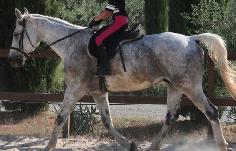 Cours équitation enfants en Italie