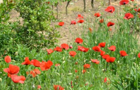 Domaine Toscane Chianti : Vignoble en pleine floraison des coquelicots