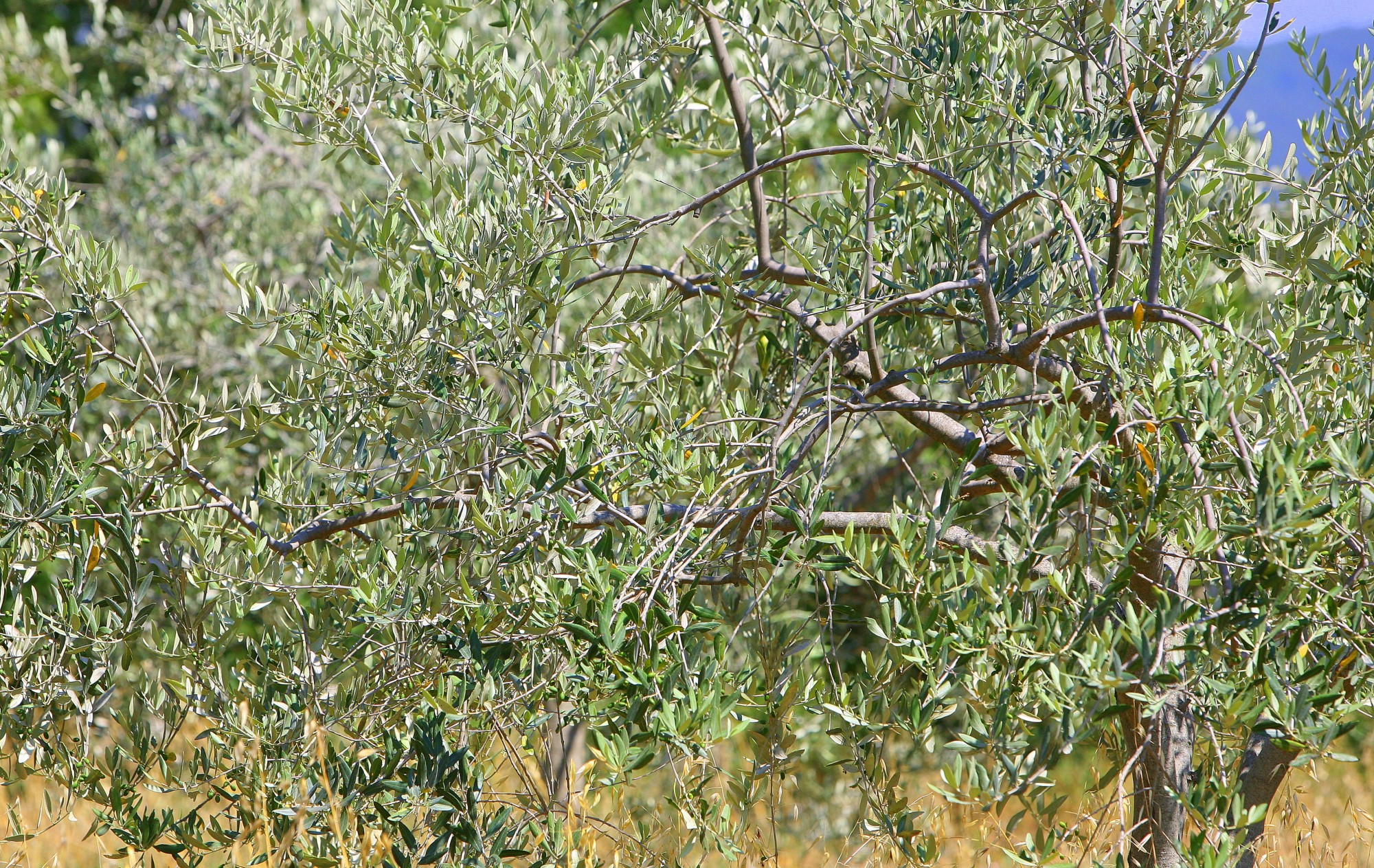 Olivenöl Italien Olivenbaum in der Toskana