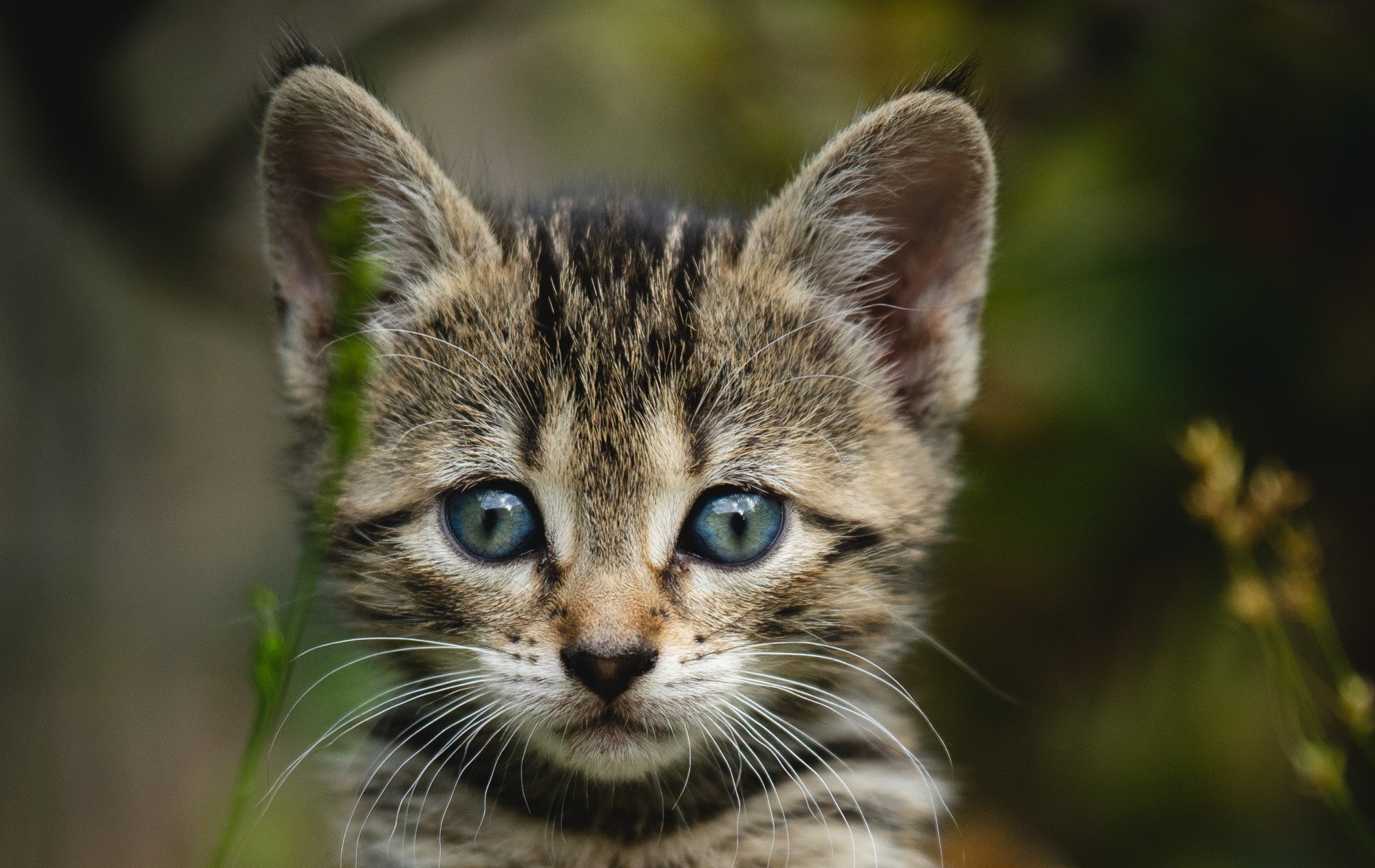 Ferienhaus Tiere Toskana kleine Katze