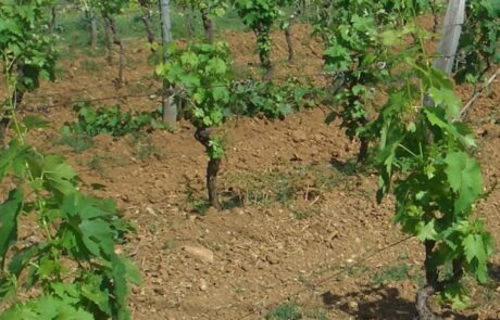 Toskana Weinberg Frühling in Italien