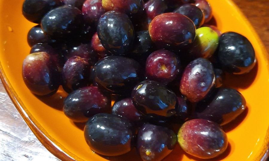 Olives apéritif en Toscane