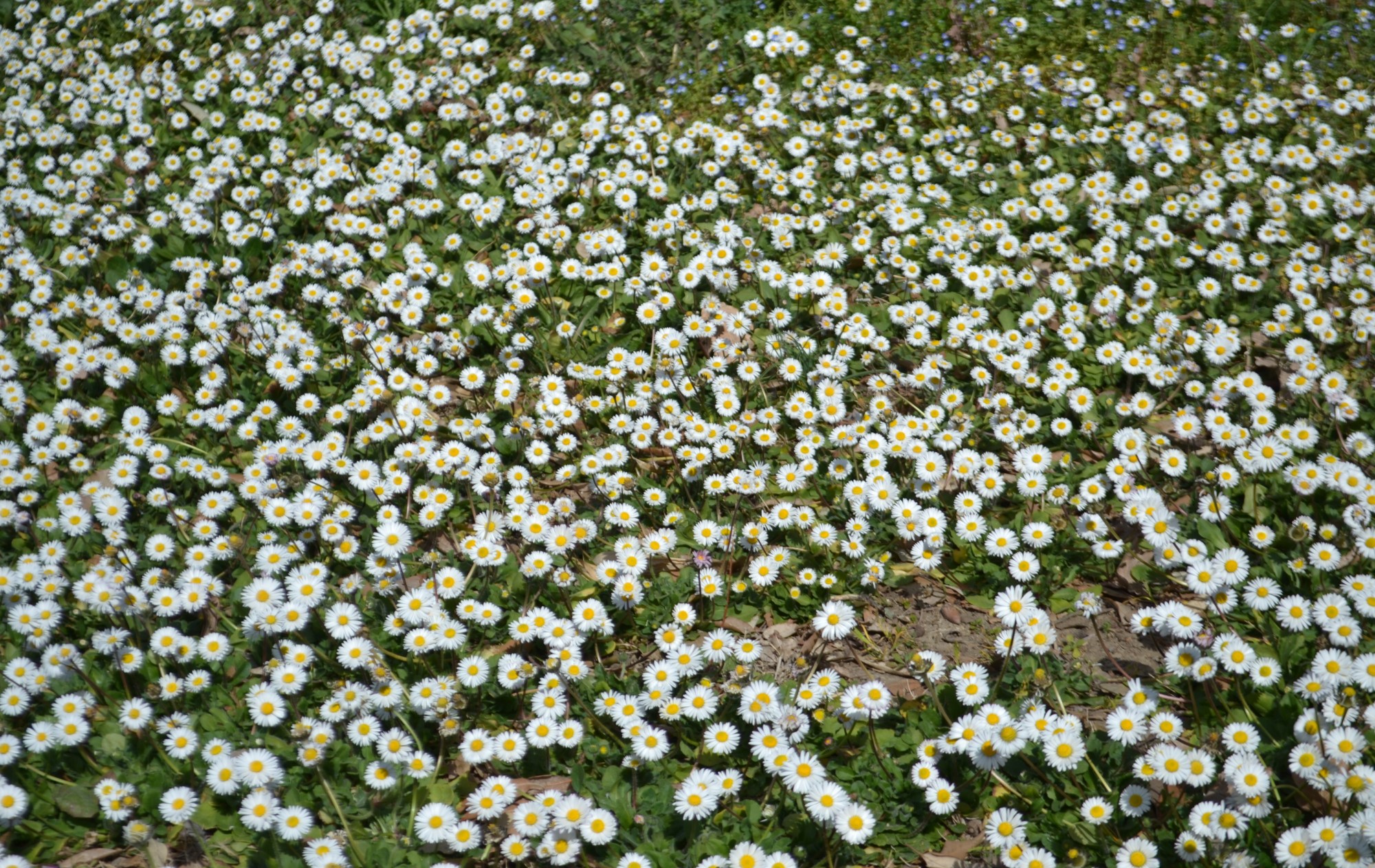 Toskana Frühling im Ferienhaus