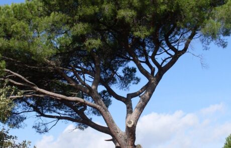 Italien Landschaft große mediterrane Kiefer beim Ferienhaus