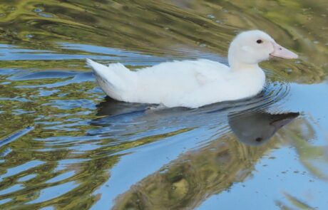 Bio Eier Toskana Italien Ente im Teich beim Ferienhaus