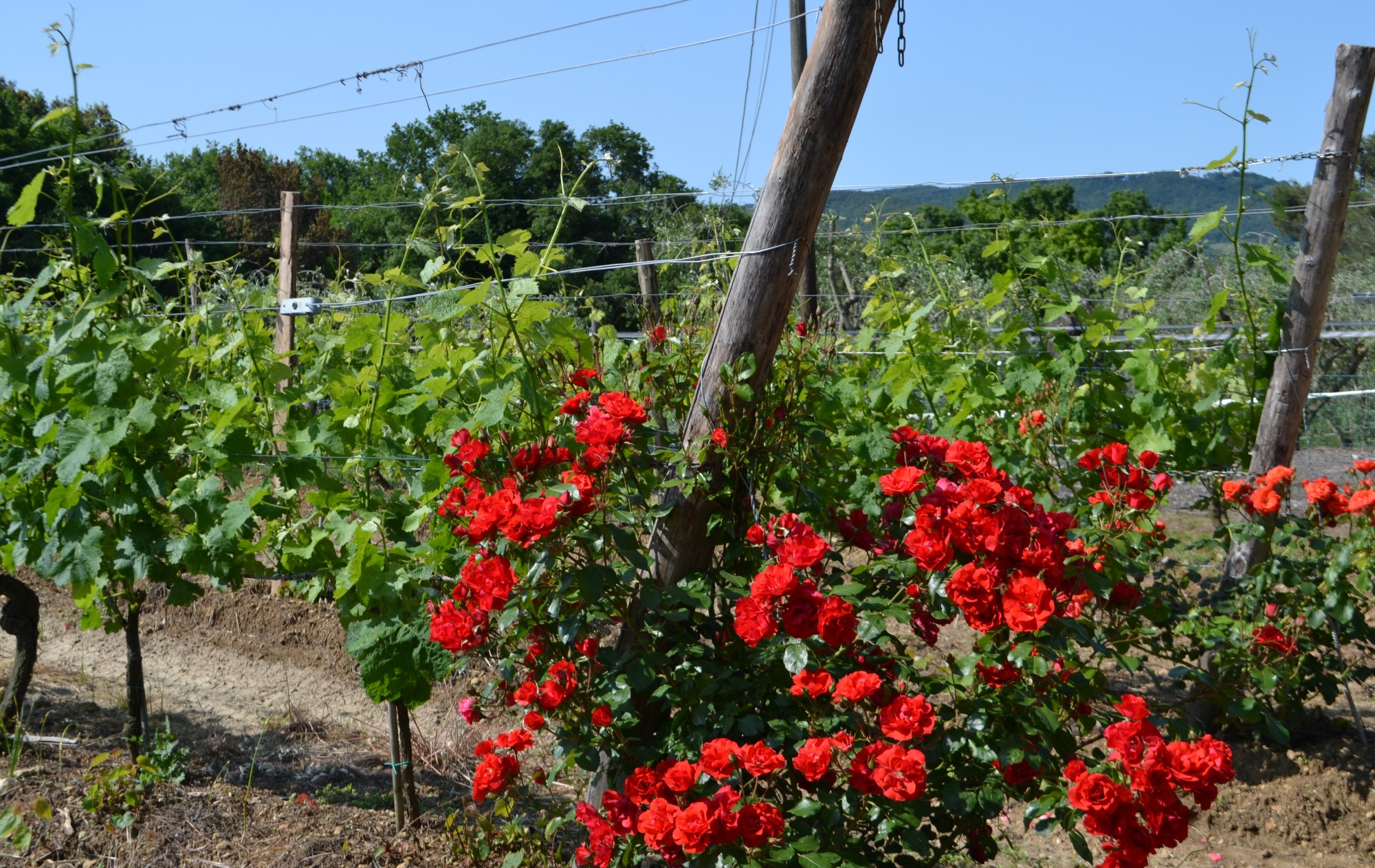 Weingut in der Toskana Chianti