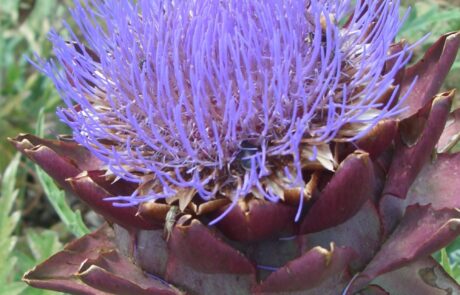 Artichocken in der Toskana im Sommer