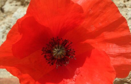 Mohn beim Ferienhaus in der Toskana Italien