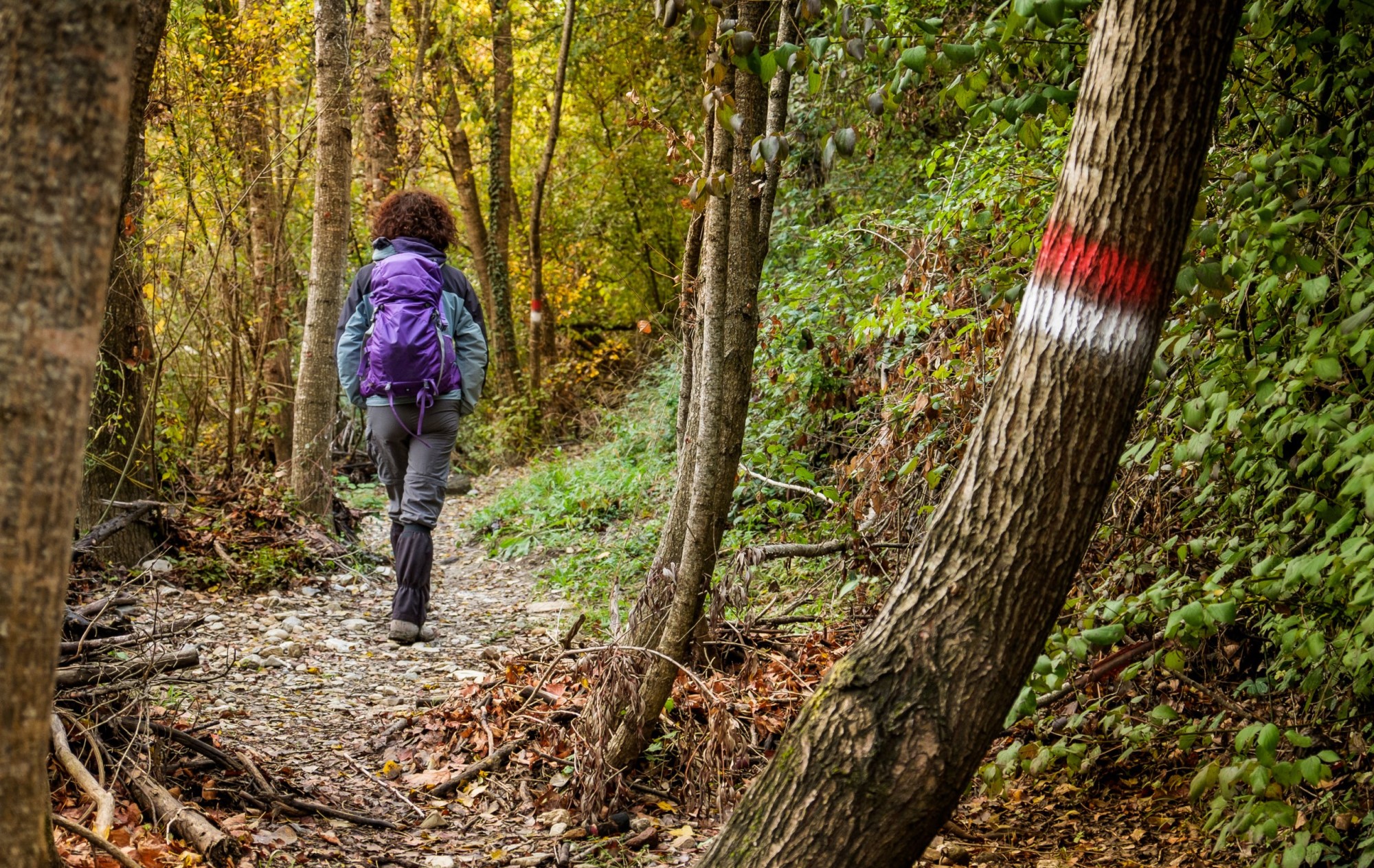 Wandern Toskana authentische Macchia im Wald