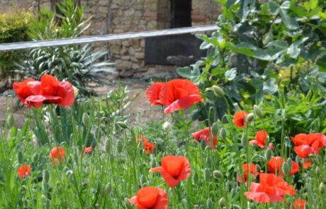 gite vacances toscane coquelicot