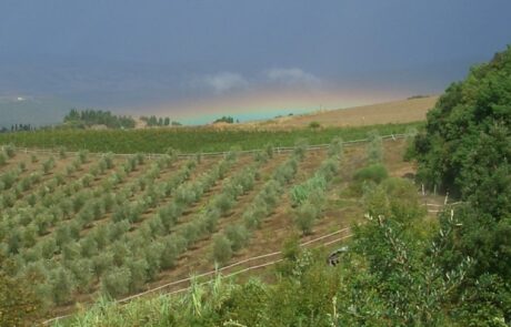 maison vacance collines toscane avec jardin